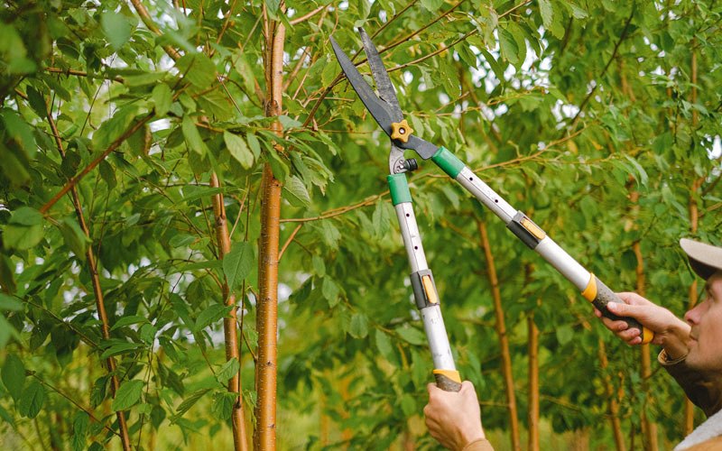 Tree trimming in Camarillo, CA